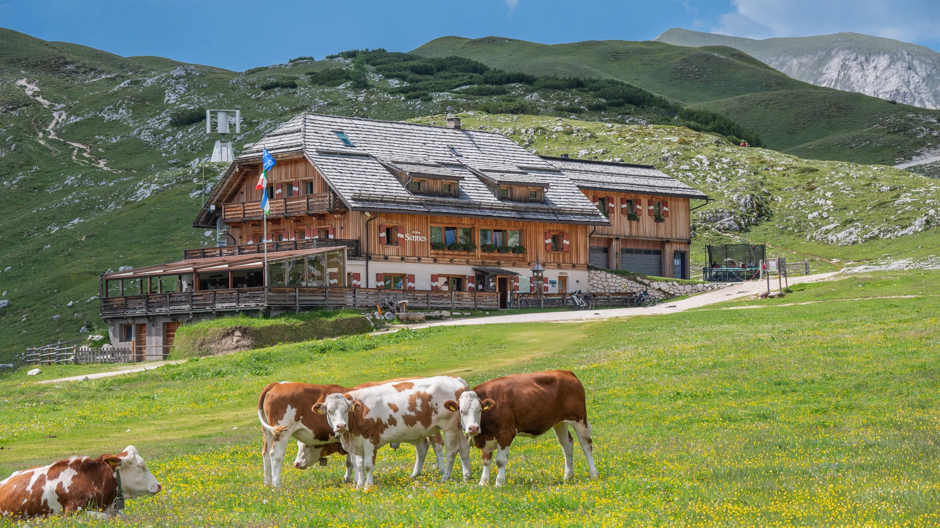 Almhütte auf einer Bergwiese mit weidenden Kühen und grünen Bergen im Hintergrund
